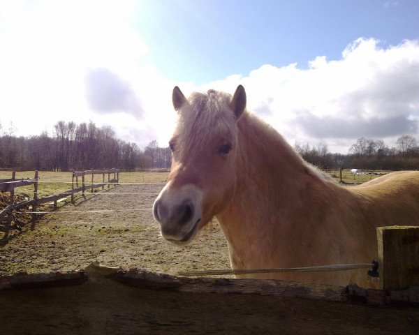 Pferd Fee (Fjordpferd, 2001, von Hjell)