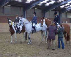 dressage horse Picasso 401 (Westphalian, 1994, from Phantom)