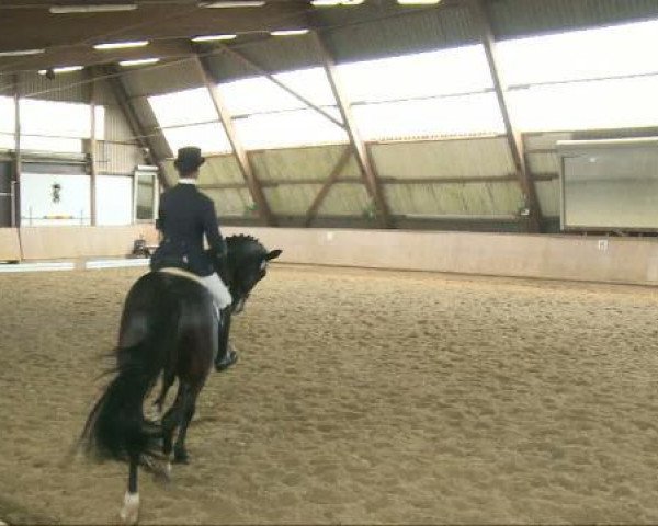 dressage horse Finest Feeling 2 (Westphalian, 2006, from Fidertanz)