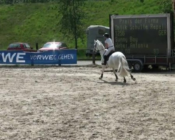 horse Sunny Boy (KWPN (Royal Dutch Sporthorse), 1999, from Indorado)