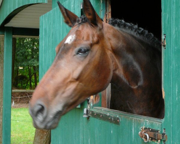 broodmare Wordlight (Hanoverian, 1997, from Weltmeyer)