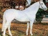 stallion Capitano (Holsteiner, 1968, from Corporal)