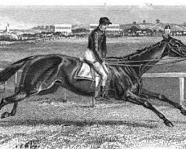 broodmare Nancy xx (Thoroughbred, 1813, from Dick Andrews xx)