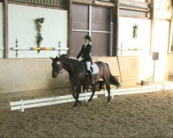 dressage horse Woody W 2 (Hanoverian, 1996, from Weltmeyer)