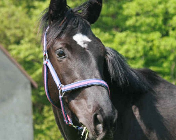 Pferd Pauline (Hannoveraner, 2008, von Per Gynt)