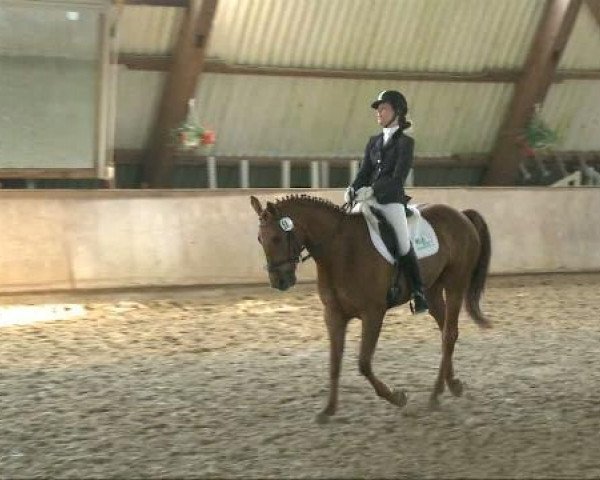 dressage horse Fiorella 105 (Westphalian, 2004, from Fürst Piccolo)