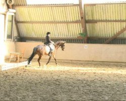 dressage horse Cayron B (Württemberger, 2004, from Cabaret)