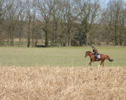 Pferd Fuchsi (Westfale,  , von Harmony's Baroncelli)