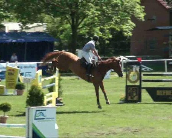 Springpferd Ricardo 424 (Deutsches Reitpferd, 1998)