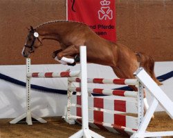 horse Charm of Heiligenberg (German Riding Pony, 2005, from Charm of Nibelungen)