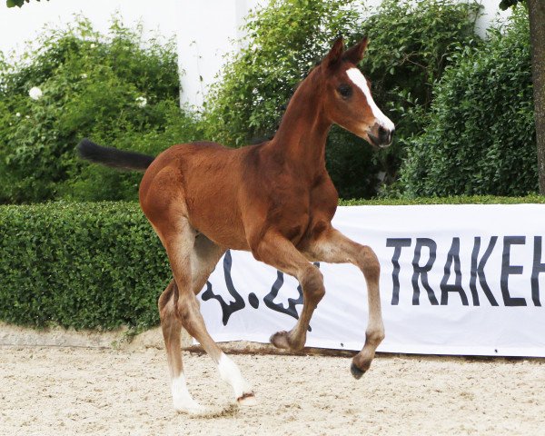 jumper Madiba (Trakehner, 2021, from Tempelhof (ex Taryk))