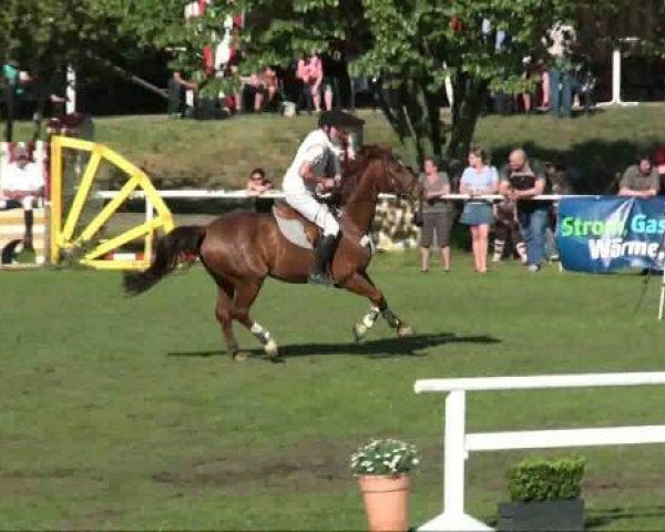 jumper Gustav 209 (Hanoverian, 1998, from Graf Top)