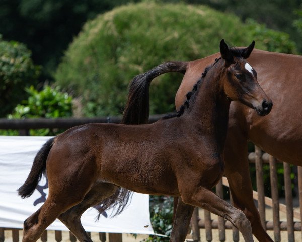 jumper Moya (Trakehner, 2022, from Kros)