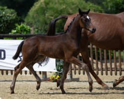 Springpferd Moya (Trakehner, 2022, von TSF Kros)