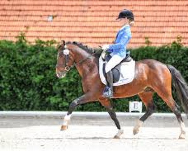 stallion Totilas (German Riding Pony, 2006, from Top Anthony 2)