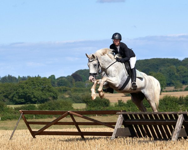 Springpferd Duello (Deutsches Reitpony, 2004, von Dublin N)