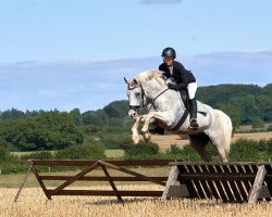 jumper Duello (German Riding Pony, 2004, from Dublin N)