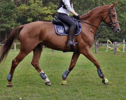 jumper Bella Queen (Bulgarian Warmblood, 2011, from Billy King)