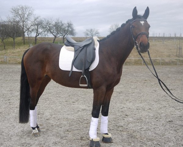 dressage horse D'aimee (Württemberger, 2010, from Birkhofs Denario)