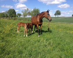 broodmare Nostalgie (Holsteiner, 1998, from Caretino)