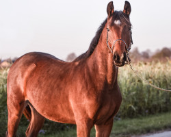 Springpferd Chaccos Charmeur (Oldenburger Springpferd, 2019, von Chacco's Son II)