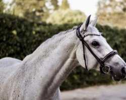 horse Montana 728 (Polish Warmblood, 2009, from Tandem)