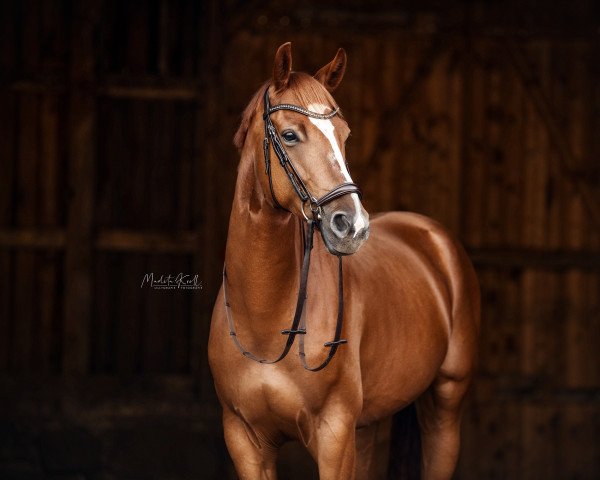 dressage horse Valencio 9 (Hanoverian, 2017, from Vilancio)