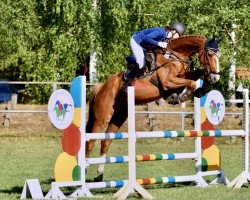 jumper High Five 18 (Hanoverian, 2015, from Hot Shot xx)