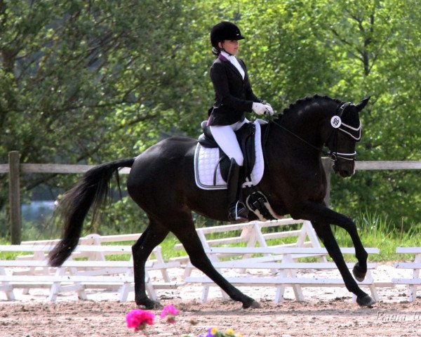 dressage horse Royal Finesse 2 (German Riding Pony, 2008, from Royal Diamond)