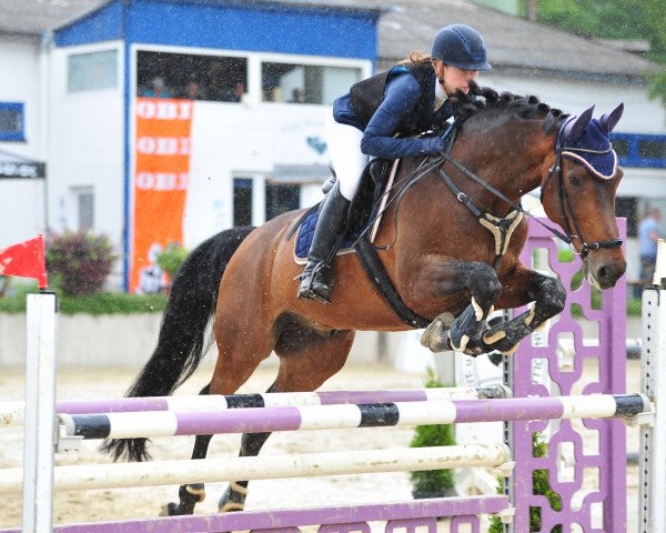 jumper Rosenstern 5 (German Sport Horse, 2011, from Rosenstolz 127 FIN)