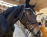 dressage horse Majolie 5 (Oldenburg, 2018, from Métall)