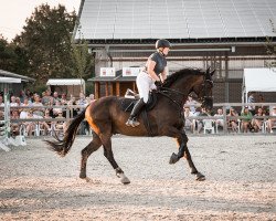 jumper Dancing Desperado 3 (Hanoverian, 2016, from Don Index)