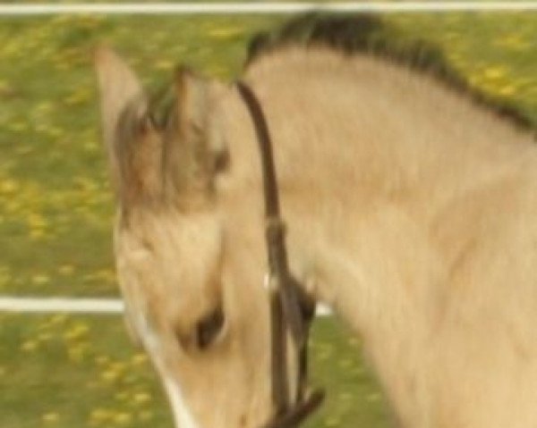 horse Mc Zara (British Sport Horse, 2010, from McJonnas)