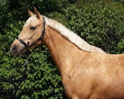 Pferd Mc Joyful Jinx (Nederlands Rijpaarden en Pony, 2014, von McJonnas)