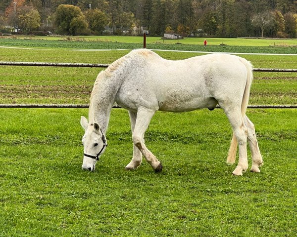 horse Sir Caletto 3 (Mecklenburg, 2000, from Sir Caletto)