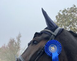 dressage horse Sido 7 (Hanoverian, 2016, from Sir Donnerhall I)