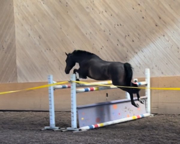 jumper Mel Brook's Memphis (German Riding Pony, 2014, from Mel Brook)