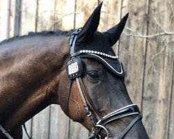 dressage horse Midnight Dancer (Oldenburg, 2016, from E.H. Millennium)