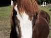 Zuchtstute Alvira (Welsh Mountain Pony (Sek.A), 1984, von Golden Flame)
