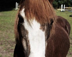 Zuchtstute Alvira (Welsh Mountain Pony (Sek.A), 1984, von Golden Flame)