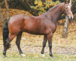 stallion Fly High (Hanoverian, 1996, from For Pleasure)