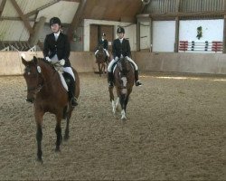 dressage horse Lugano (Hanoverian, 2003, from Lordanos)