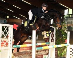 dressage horse Pimkus (Mecklenburg, 2005, from Piment)