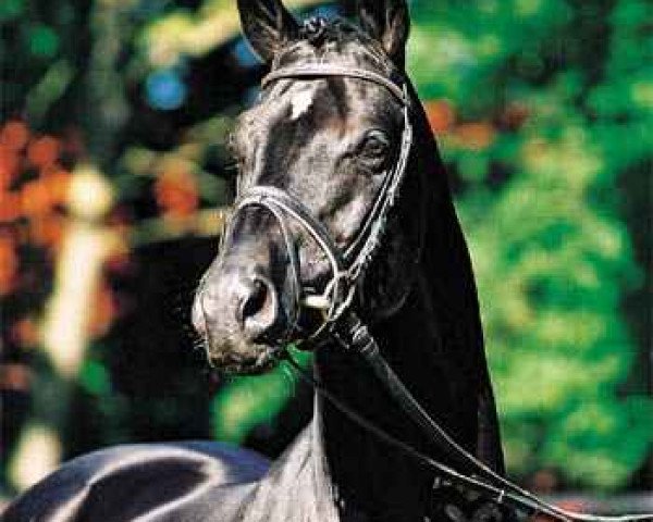 dressage horse Hohenstein (Trakehner, 1991, from Caprimond)