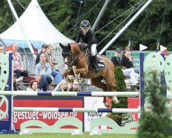 jumper Queenie B (Little German Riding Horse, 2012, from Quatman)