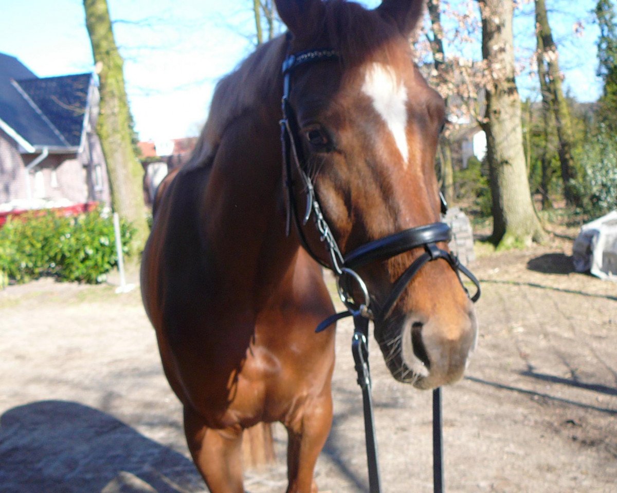 Dressurpferd Daymons Daylight' (Hannoveraner, 2007, von Dacaprio)