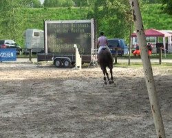 Springpferd Usato (KWPN (Niederländisches Warmblut), 2001, von Hors La Loi II)