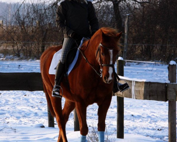 horse Mandjano Sha (Shagya Arabian, 2002, from Manjana ox)