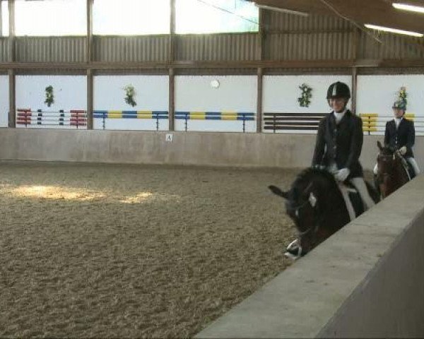broodmare Virgina P (German Riding Pony, 2006, from Van Heinrich)