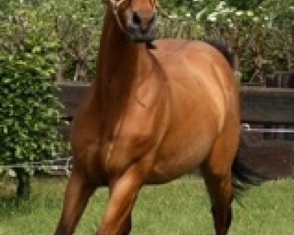 horse Lacortino (Holsteiner, 2000, from Latouro)